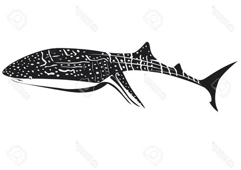 Whale Shark Vector at Vectorified.com | Collection of Whale Shark ...