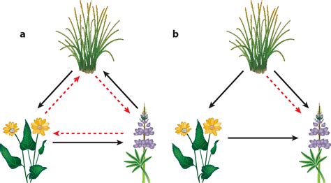 Competition In Plants