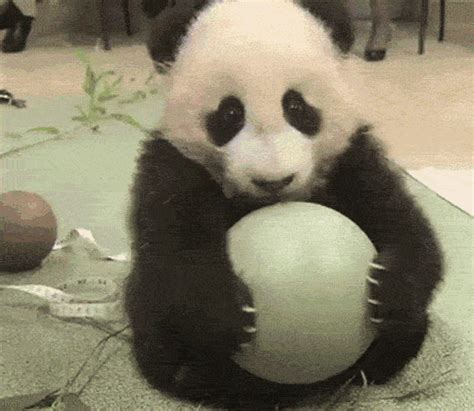 14 Cute and Funny Panda Bears