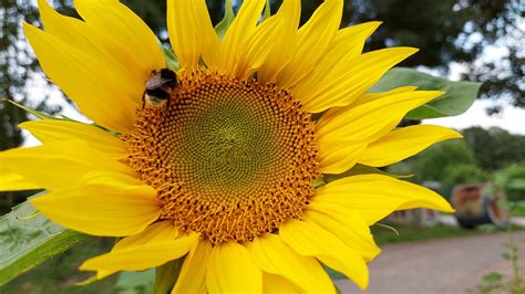 Sunflower Bee Pollination - Free photo on Pixabay - Pixabay