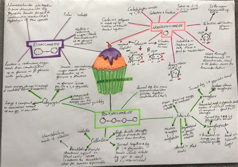 Carbohydrates | Mind map, Biology notes, Study tips