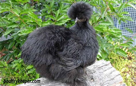 Silkie Chickens: Breed in Focus