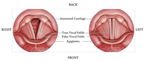 3 Exercises to Expand Your Vocal Range - Ramsey Voice Studio | Vocal range, Vocal, Easy workouts