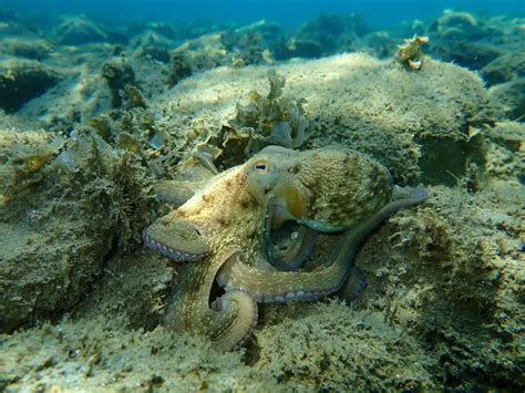 Octopus Camouflage Uncovered: The Science Behind Their Smart Skin ...