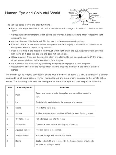 Human Eye and Colourful World Notes | PDF | Eye | Human Eye