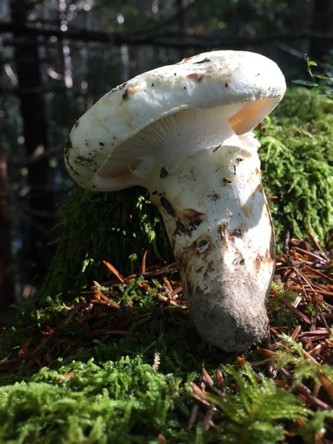 Matsutake – Kitsap Peninsula Mycological Society