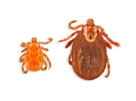 Oklahoma Tick Season: Tick Prevention And What To Do After A Tick Bite | lupon.gov.ph