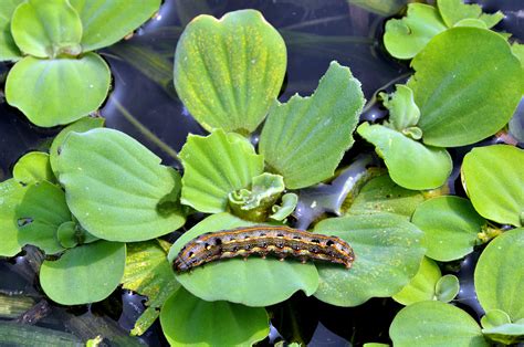 Pistia Stratiotes