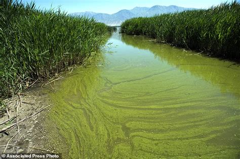 Oregon water scare: Algae blooms happening more often | Daily Mail Online