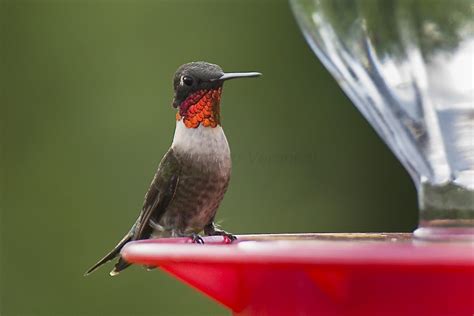 Hummingbird nectar recipe | Welcome Wildlife