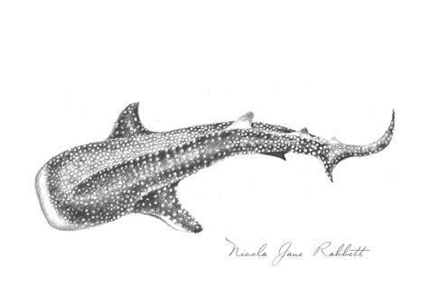 'Whale Shark' - Original Graphite Pencil Drawing — Nicola Jane Rabbett ...