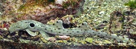 Epaulette shark - Wikipedia