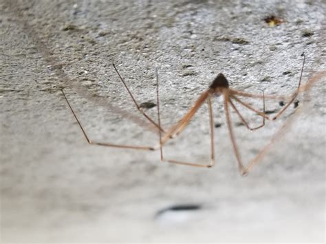 Pholcus phalangioides (Long-bodied Cellar Spider) in Williams lake , British Columbia Canada