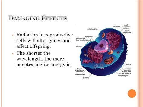 PPT - Gamma Rays PowerPoint Presentation, free download - ID:4301025