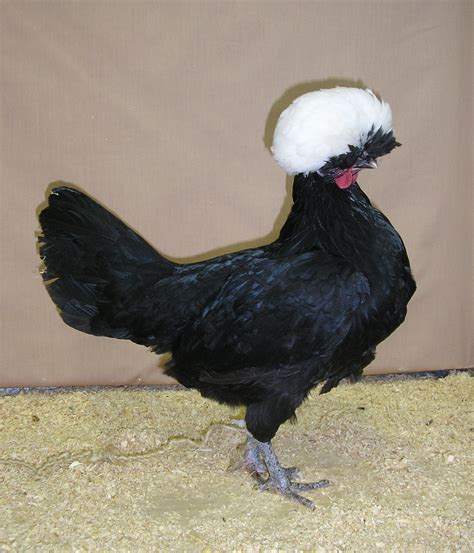 Polish - Poultry Hub Australia