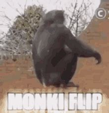 Monki Flip Monkey GIF – Monki Flip Monkey Monkey Flip – discover and share GIFs