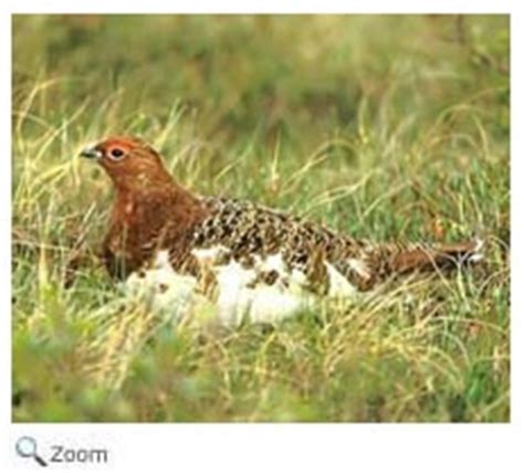 Rock Ptarmigan - Lagopus mutus | Wildlife Journal Junior