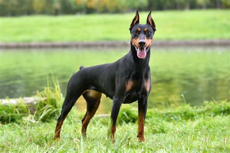 13 Black and Brown Dog Breeds | Great Pet Care