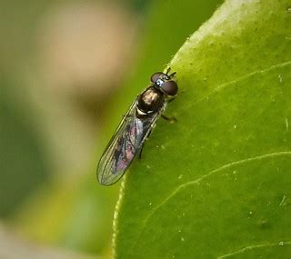 Platycheirus scutatus agg female | SO729470 Cradley, Malvern… | Flickr