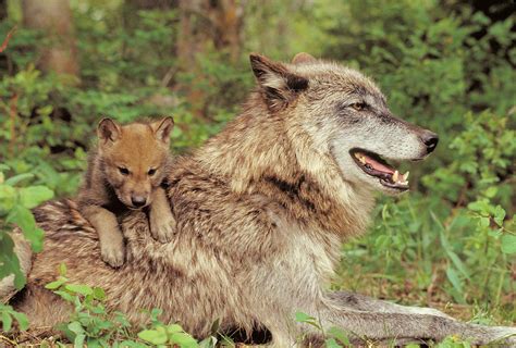 Gray Wolf Mother And Pup Photograph by Thomas And Pat Leeson - Pixels