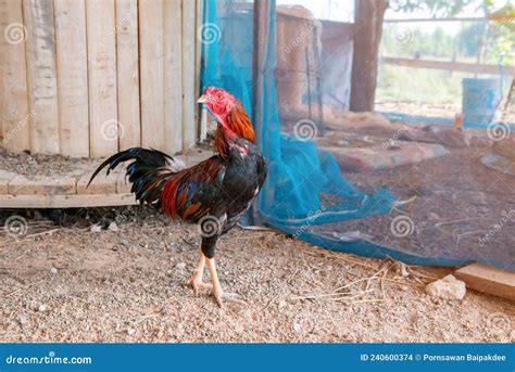 Gamecock, Fighting Cock,Thailand, Stock Photo - Image of outdoors ...