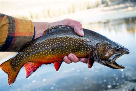 Brook trout - Alchetron, The Free Social Encyclopedia