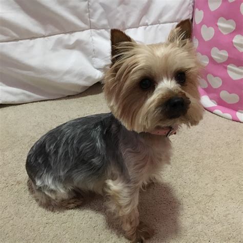 My baby Coco Chanel : r/Yorkies