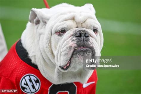 1,383 Georgia Bulldogs Mascot Stock Photos, High-Res Pictures, and ...