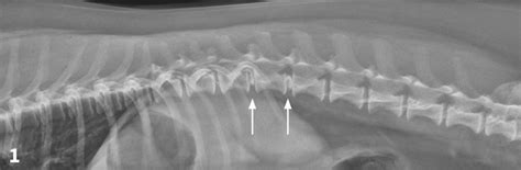 Canine Neck & Back Pain | Clinician's Brief