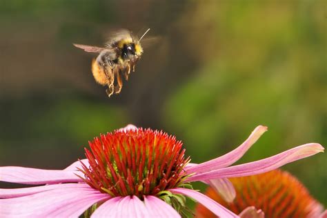 65/150: The Buzz surrounding the Yellow-banded Bumble bee – BIObus