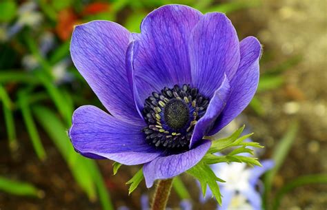 Anemone Flower Blue - Free photo on Pixabay