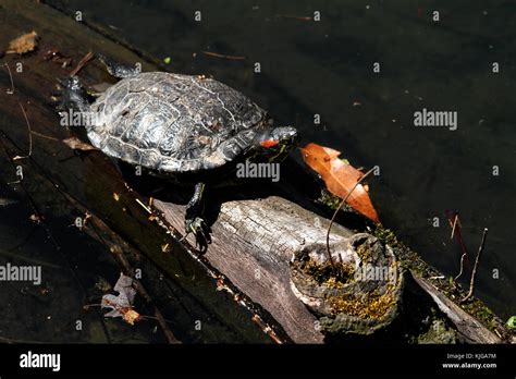 Pond slider hi-res stock photography and images - Alamy