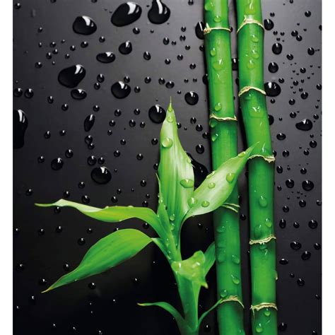 Bamboo over Black - Photo Wallpaper | wall-art.com