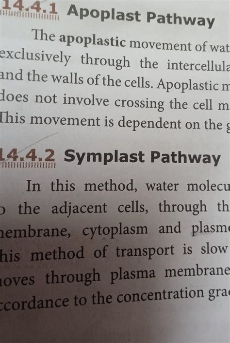 Differentiate between Apoplast and Symplast pathways of movement of water in plants. - Brainly.in