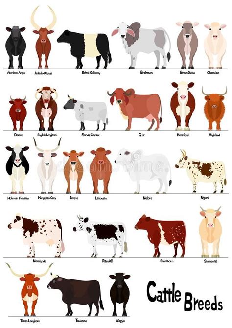 Large collection of cow with breed name vector illustration | Breeds of ...