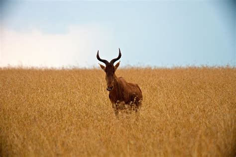 What animals can I see in Masai Mara? | Basecamp Explorer