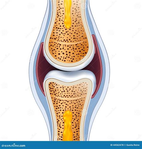 Synovial Joint Labelled Diagram