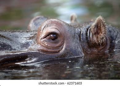 2,693 Hippo ears Images, Stock Photos & Vectors | Shutterstock