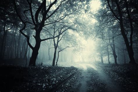 Path Trough A Dark Mysterious Forest With Fog Stock Image - Image: 39425649