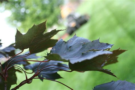 Crimson King Maple Leaves | Mustard Seed Landscapes | Flickr