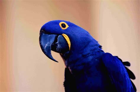 8 Top Blue Parrot Species to Keep as Pets