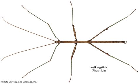 Walking stick | Description, Species, Size, Camouflage, Defense ...