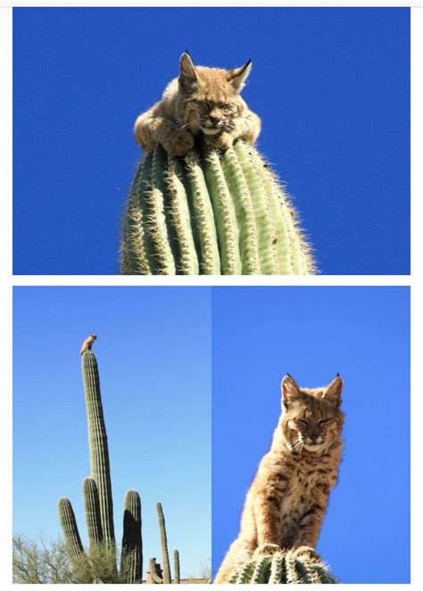 A bobcat sitting atop a 40 foot tall Saguaro cactus in the Arizona desert. Apparently taking ...