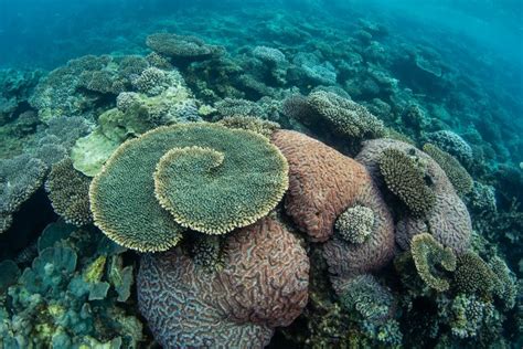 Ningaloo Reef at risk - Australian Conservation Foundation