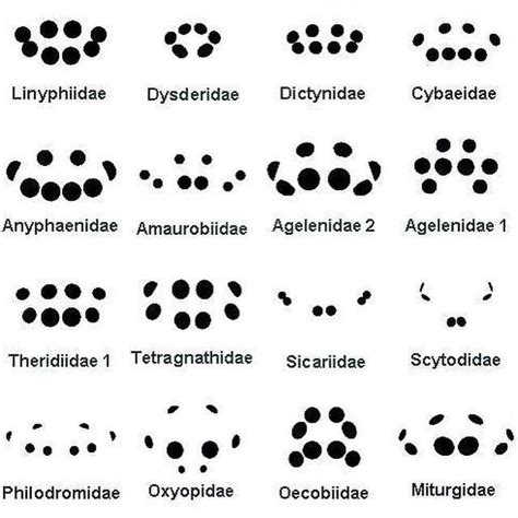 Different patterns of spider eyes. (h/t @christianbok and @bronwynlea) | Spider art, Spider ...