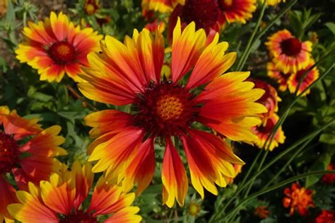 Gaillardia x grandiflora ‘Kobold’ – Plants – Oak Leaf Gardening