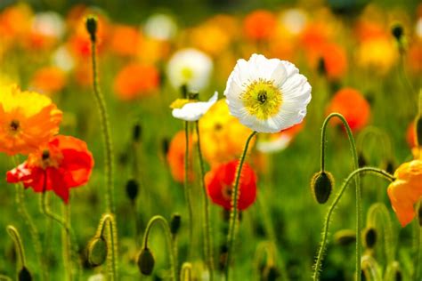 Iceland Poppy Care – How To Grow An Iceland Poppy Flower