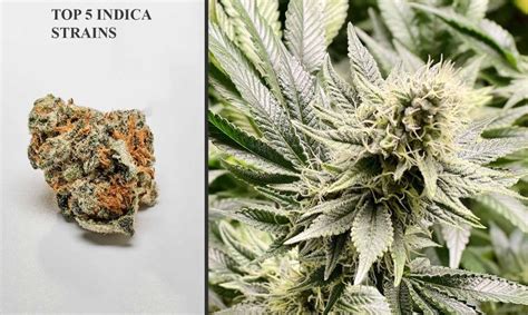 Best Indica Strains; Our Top 5 Buds For You This Month