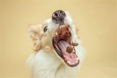 The #1 Guide to Famotidine for Dogs aka Pepcid for Dogs - Veterinarians.org