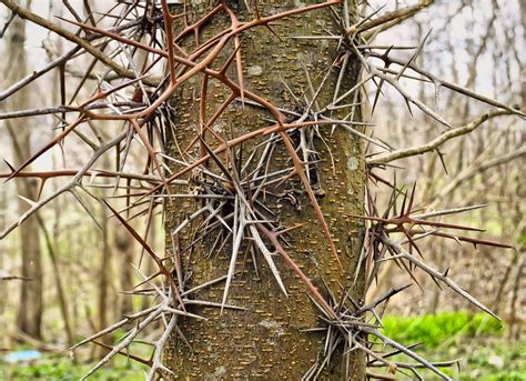 Honey locust | Tree, Leaf, Thorns, Uses, & Facts | Britannica